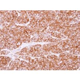Immunohistochemistry - PEX19 antibody from Signalway Antibody (22022) - Antibodies.com