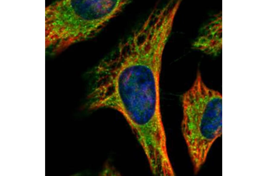 PEX19 antibody from Signalway Antibody (22022) - Antibodies.com
