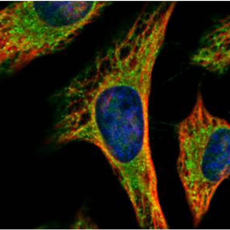 PEX19 antibody from Signalway Antibody (22022) - Antibodies.com