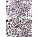 Immunohistochemistry - HICE1 antibody from Signalway Antibody (22053) - Antibodies.com