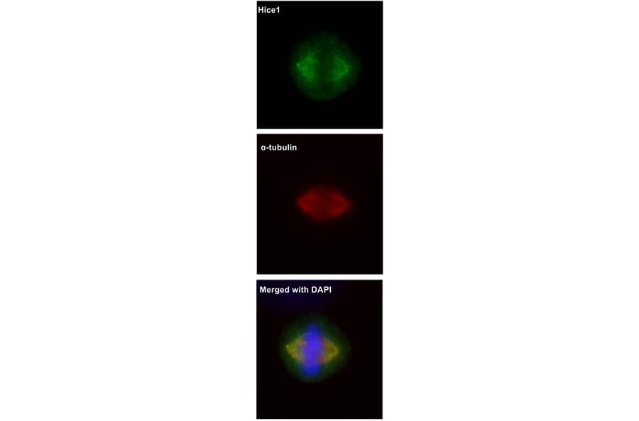 Immunofluorescence - HICE1 antibody from Signalway Antibody (22053) - Antibodies.com