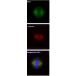 Immunofluorescence - HICE1 antibody from Signalway Antibody (22053) - Antibodies.com