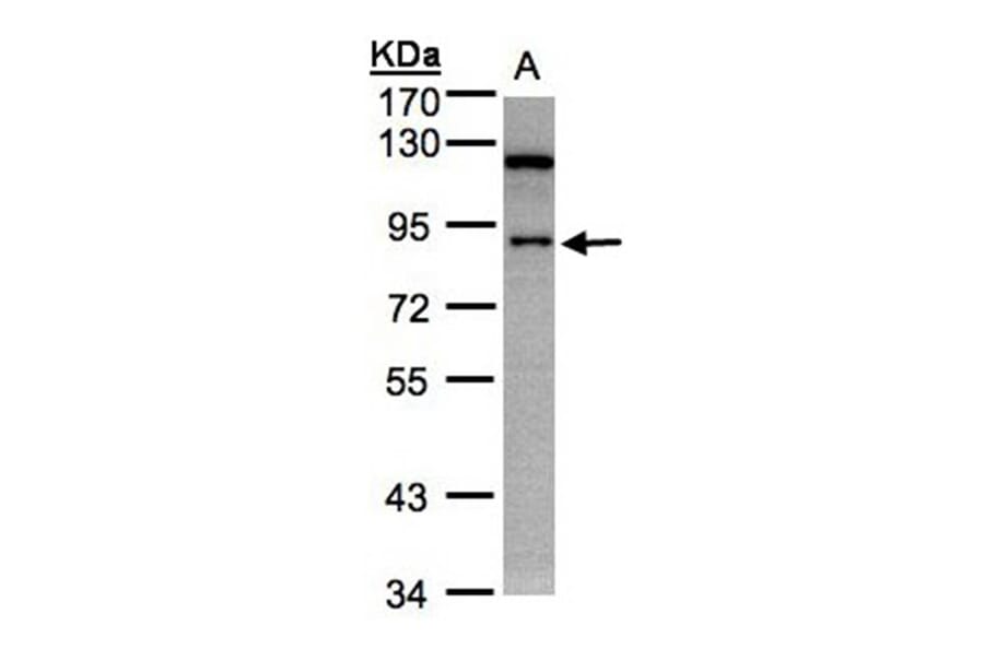 SART1 antibody from Signalway Antibody (22063) - Antibodies.com