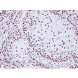 Immunohistochemistry - SART1 antibody from Signalway Antibody (22063) - Antibodies.com