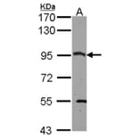 CSDE1 antibody from Signalway Antibody (22089) - Antibodies.com