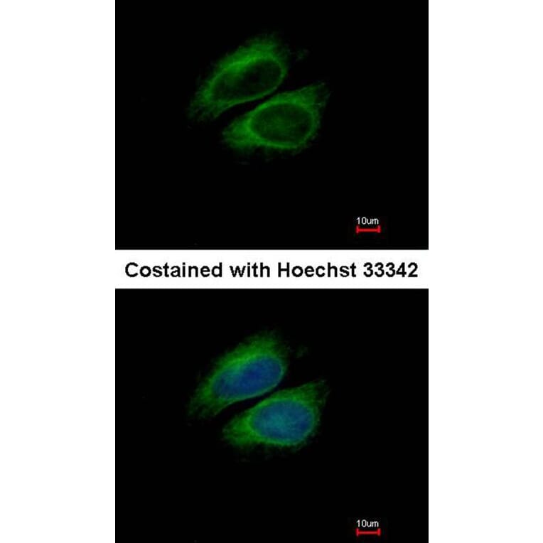 Immunofluorescence - CSDE1 antibody from Signalway Antibody (22089) - Antibodies.com