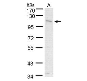 CLCA1 antibody from Signalway Antibody (22096) - Antibodies.com