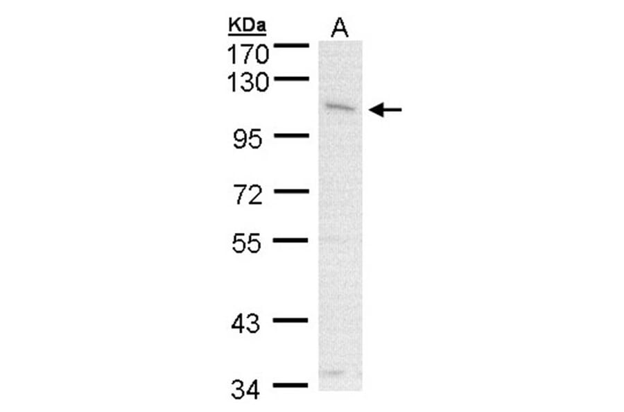 CLCA1 antibody from Signalway Antibody (22096) - Antibodies.com