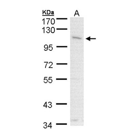 CLCA1 antibody from Signalway Antibody (22096) - Antibodies.com