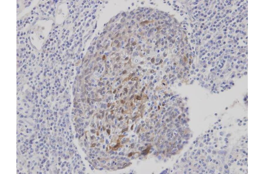 Immunohistochemistry - CLCA1 antibody from Signalway Antibody (22096) - Antibodies.com