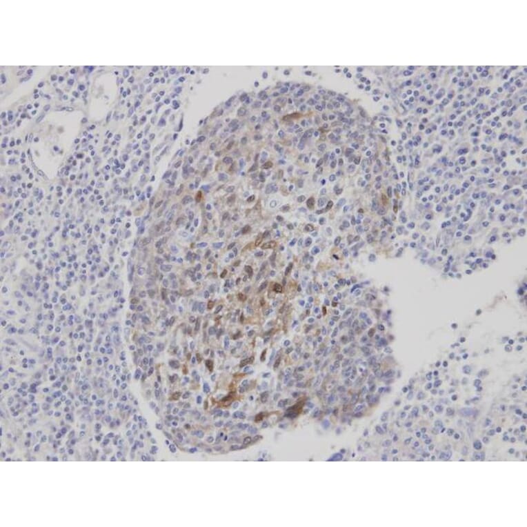 Immunohistochemistry - CLCA1 antibody from Signalway Antibody (22096) - Antibodies.com