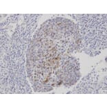 Immunohistochemistry - CLCA1 antibody from Signalway Antibody (22096) - Antibodies.com