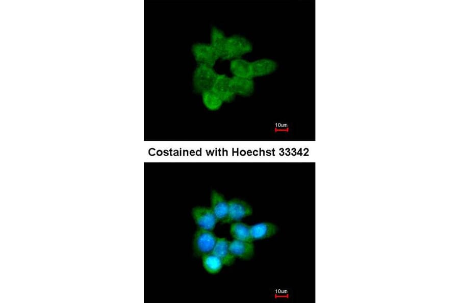Immunofluorescence - CLCA1 antibody from Signalway Antibody (22096) - Antibodies.com