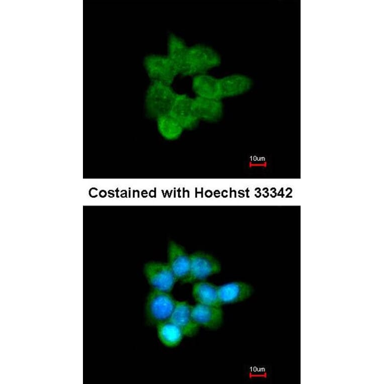 Immunofluorescence - CLCA1 antibody from Signalway Antibody (22096) - Antibodies.com