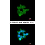 Immunofluorescence - CLCA1 antibody from Signalway Antibody (22096) - Antibodies.com