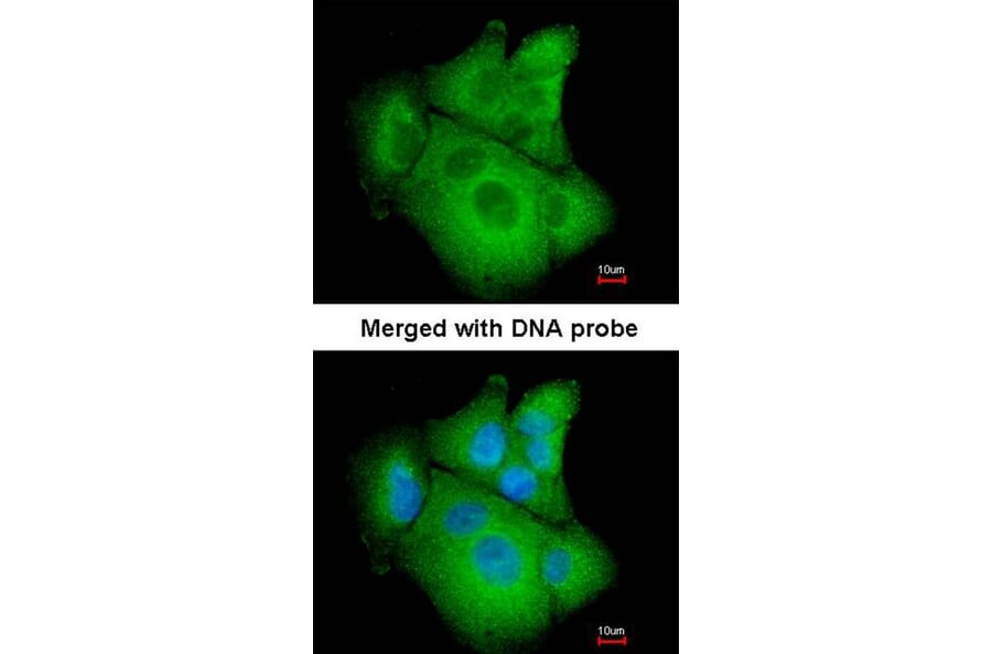 Immunofluorescence - PSAT1 antibody from Signalway Antibody (22101) - Antibodies.com
