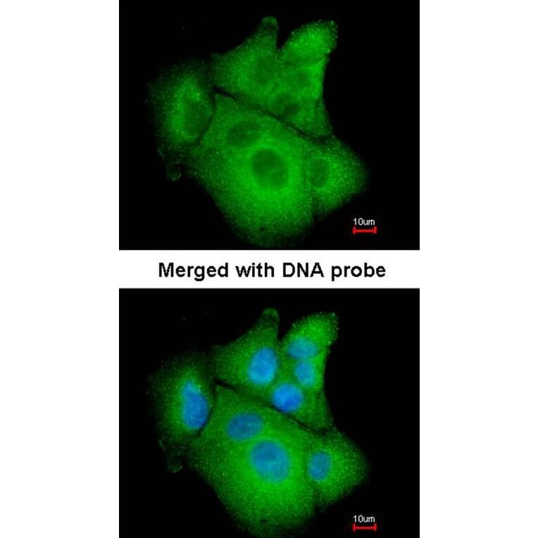 Immunofluorescence - PSAT1 antibody from Signalway Antibody (22101) - Antibodies.com