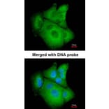 Immunofluorescence - PSAT1 antibody from Signalway Antibody (22101) - Antibodies.com