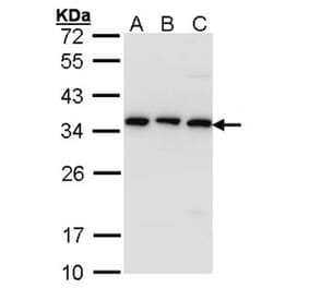 CKAP1 antibody from Signalway Antibody (22154) - Antibodies.com