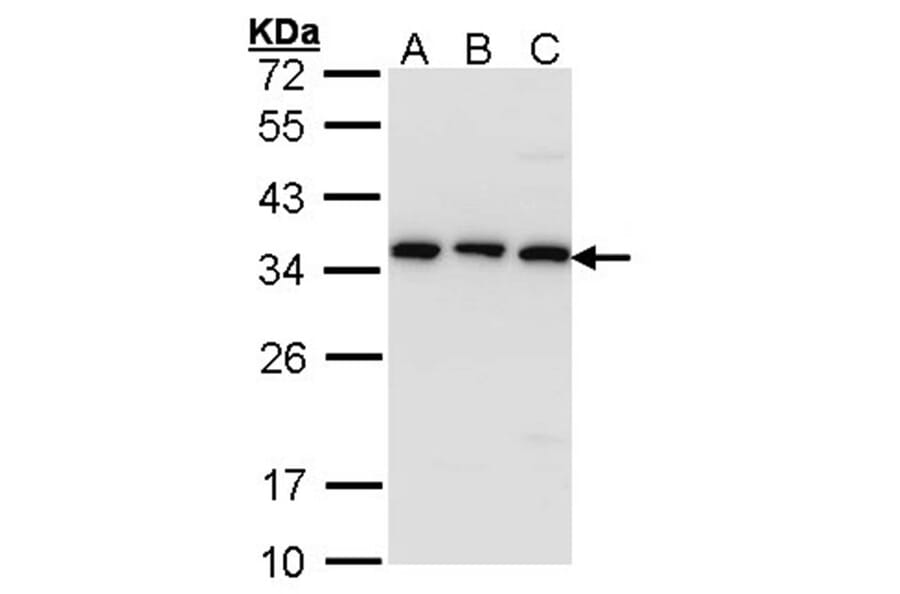 CKAP1 antibody from Signalway Antibody (22154) - Antibodies.com