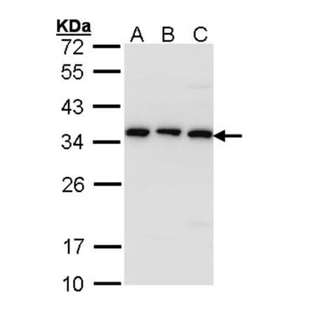 CKAP1 antibody from Signalway Antibody (22154) - Antibodies.com