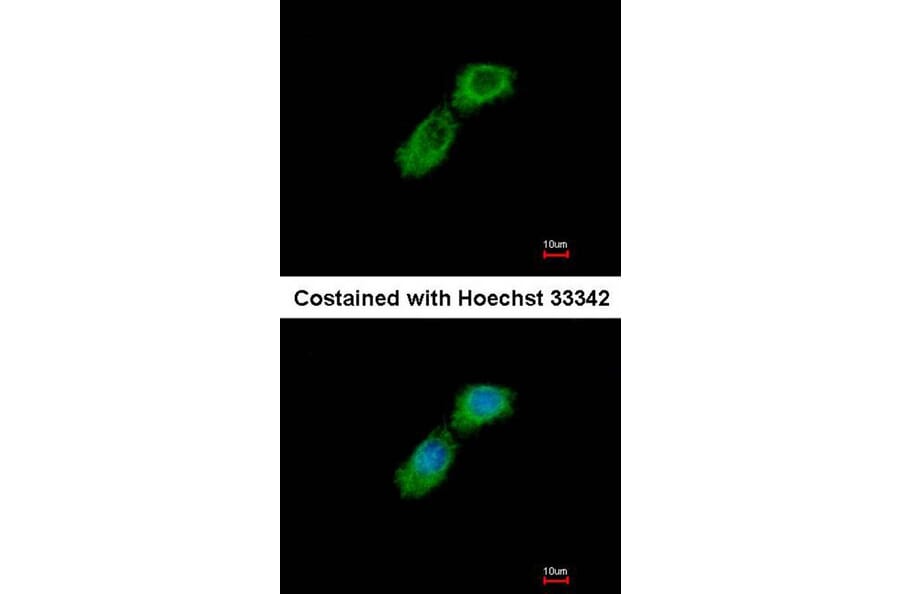 Immunofluorescence - CKAP1 antibody from Signalway Antibody (22154) - Antibodies.com