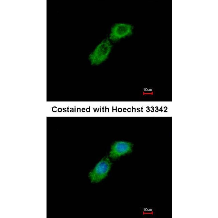 Immunofluorescence - CKAP1 antibody from Signalway Antibody (22154) - Antibodies.com