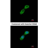 Immunofluorescence - CKAP1 antibody from Signalway Antibody (22154) - Antibodies.com