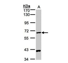 PANK1 antibody from Signalway Antibody (22172) - Antibodies.com