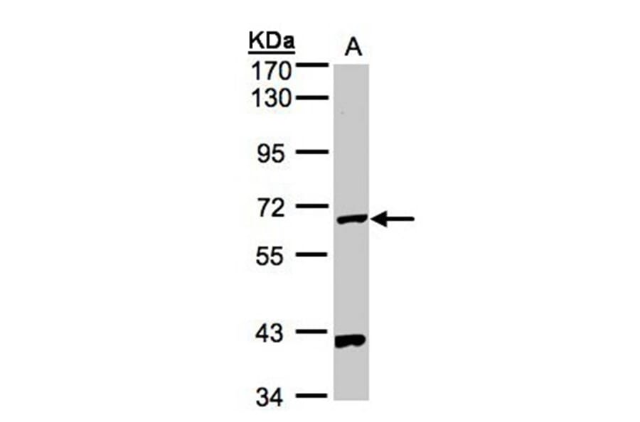 PANK1 antibody from Signalway Antibody (22172) - Antibodies.com