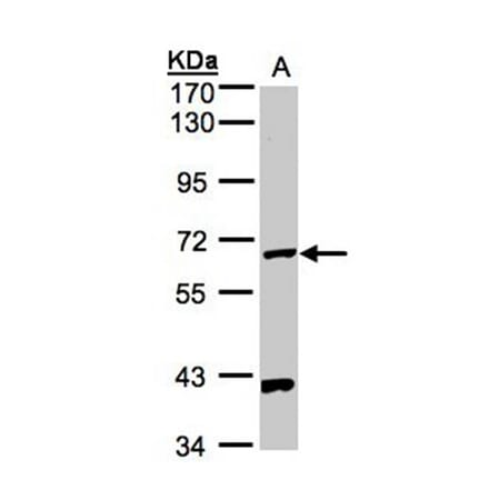 PANK1 antibody from Signalway Antibody (22172) - Antibodies.com