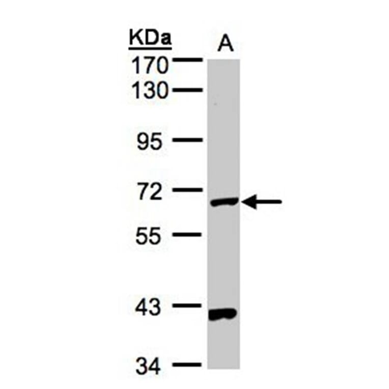 PANK1 antibody from Signalway Antibody (22172) - Antibodies.com