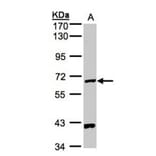 PANK1 antibody from Signalway Antibody (22172) - Antibodies.com
