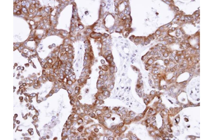 Immunohistochemistry - PANK1 antibody from Signalway Antibody (22172) - Antibodies.com