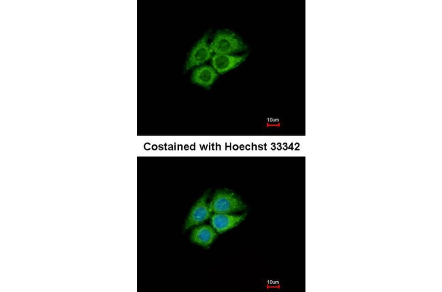 Immunofluorescence - PANK1 antibody from Signalway Antibody (22172) - Antibodies.com