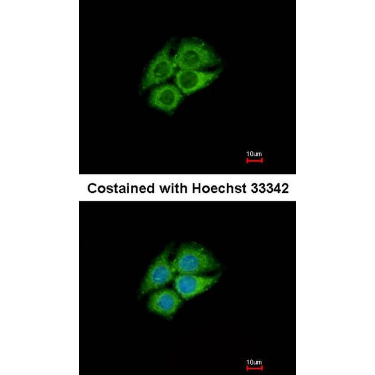 Immunofluorescence - PANK1 antibody from Signalway Antibody (22172) - Antibodies.com