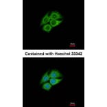 Immunofluorescence - PANK1 antibody from Signalway Antibody (22172) - Antibodies.com