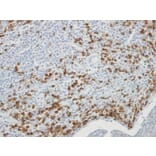 Immunohistochemistry - MTMR9 antibody from Signalway Antibody (22220) - Antibodies.com