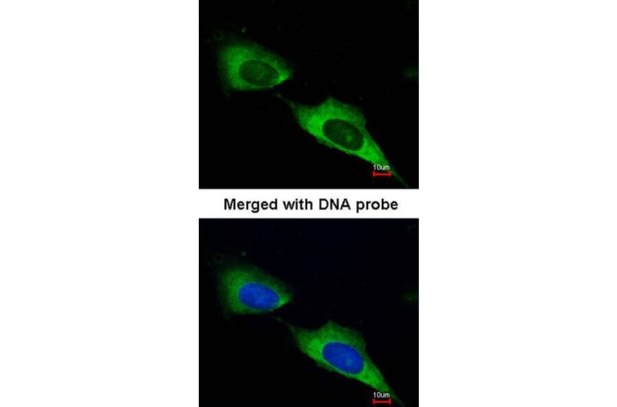 Immunofluorescence - MTMR9 antibody from Signalway Antibody (22220) - Antibodies.com