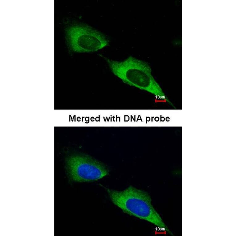 Immunofluorescence - MTMR9 antibody from Signalway Antibody (22220) - Antibodies.com