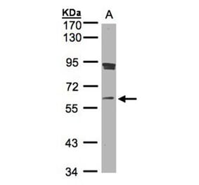 SCMH1 antibody from Signalway Antibody (22239) - Antibodies.com