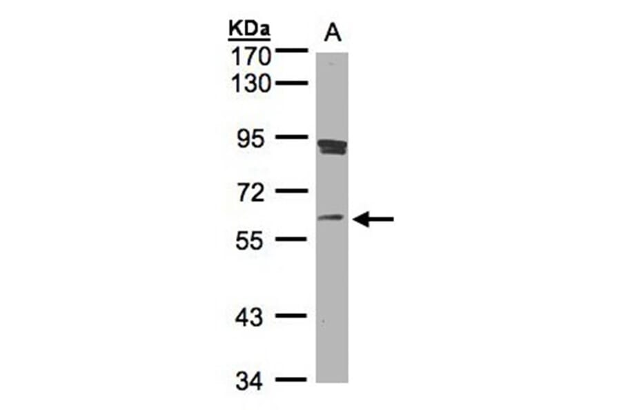 SCMH1 antibody from Signalway Antibody (22239) - Antibodies.com