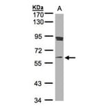 SCMH1 antibody from Signalway Antibody (22239) - Antibodies.com
