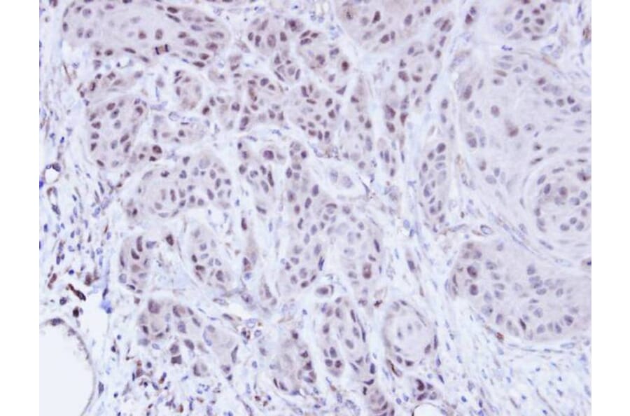 Immunohistochemistry - SCMH1 antibody from Signalway Antibody (22239) - Antibodies.com