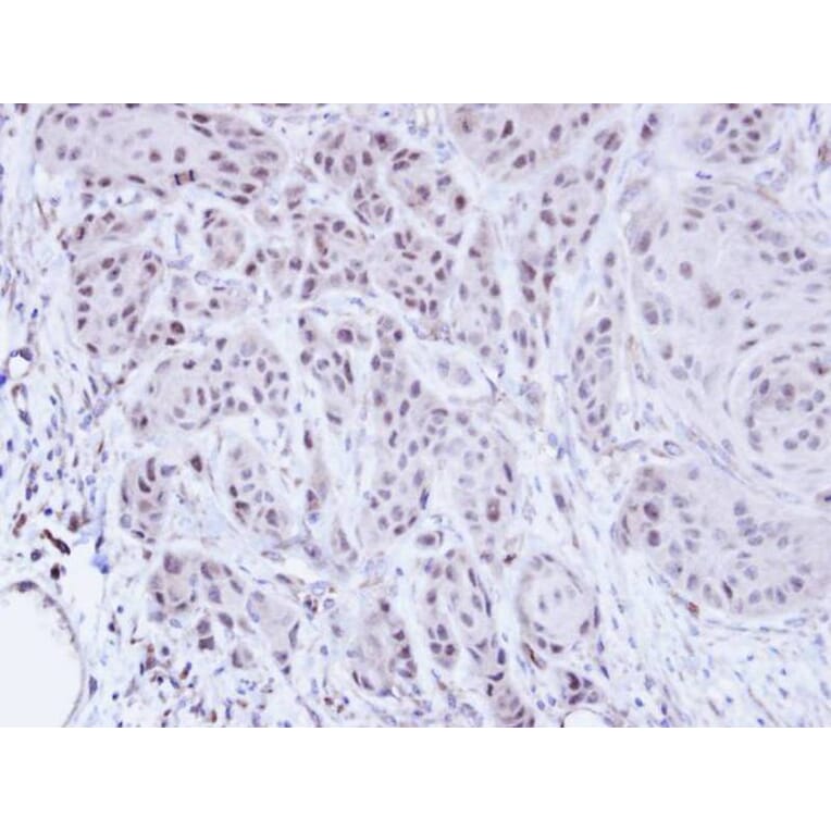 Immunohistochemistry - SCMH1 antibody from Signalway Antibody (22239) - Antibodies.com