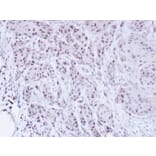 Immunohistochemistry - SCMH1 antibody from Signalway Antibody (22239) - Antibodies.com