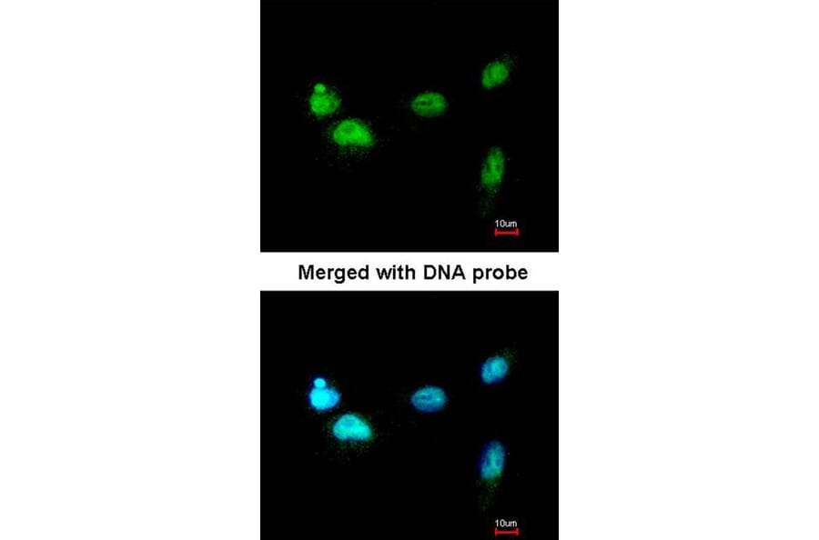 Immunofluorescence - SCMH1 antibody from Signalway Antibody (22239) - Antibodies.com
