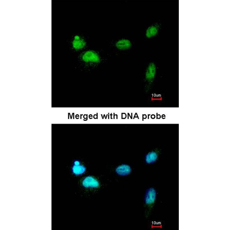 Immunofluorescence - SCMH1 antibody from Signalway Antibody (22239) - Antibodies.com