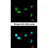 Immunofluorescence - SCMH1 antibody from Signalway Antibody (22239) - Antibodies.com