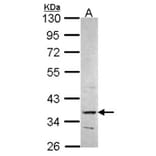 PRPS2 antibody from Signalway Antibody (22246) - Antibodies.com